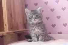 スコテッシュ×メインクーン【東京都・女の子・2017年3月29日・シルバータビー】の写真1