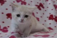 ブリティッシュショートヘア【東京都・女の子・2014年11月8日・クリーム&ホワイト】の写真1