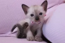 シャム(サイアミーズ)【東京都・女の子・2015年6月19日・シールポイント】の写真1