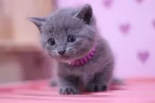 マンチカン【東京都・男の子・2016年8月22日・ブルー】の写真1