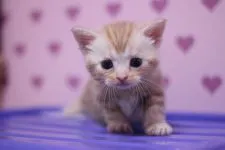 アメリカンショートヘア【東京都・男の子・2016年9月26日・レッドタビー】の写真1