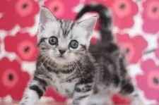 アメリカンショートヘア【東京都・女の子・2021年9月22日・シルバータビー】の写真2