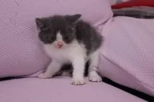 ブリティッシュショートヘア【東京都・男の子・2015年3月26日・ブルー&ホワイト】の写真2