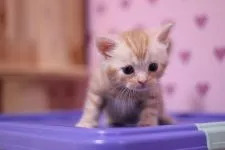 アメリカンショートヘア【東京都・男の子・2016年9月26日・レッドタビー】の写真2