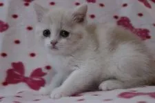 ブリティッシュショートヘア【東京都・女の子・2014年11月8日・クリーム&ホワイト】の写真2