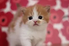 マンチカン(短足)【東京都・男の子・2021年9月12日・レッドタビー&ホワイト】の写真2