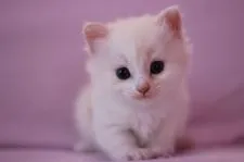 マンチカン【東京都・男の子・2015年9月3日・クリーム&ホワイト】の写真2