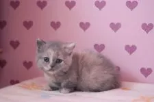 マンチカン【東京都・女の子・2017年3月2日・ブルークリーム】の写真2