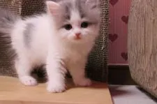 スコティッシュフォールド【東京都・女の子・2015年5月13日・ブルーパッチドタビー&ホワイト】の写真3