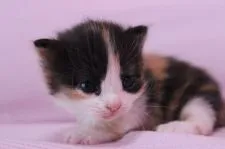 マンチカン【東京都・女の子・2015年2月22日・ダイリュートキャリコ】の写真3