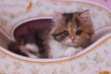 スコティッシュフォールド【東京都・女の子・2016年3月7日・キャリコ】の写真3