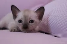 シャム(サイアミーズ)【東京都・女の子・2015年6月19日・シールポイント】の写真3