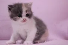 スコティッシュフォールド【東京都・女の子・2015年9月18日・ダイリュートキャリコ】の写真3