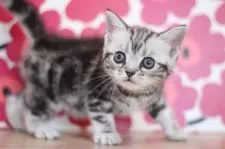 アメリカンショートヘア【東京都・女の子・2021年9月22日・シルバータビー】の写真4