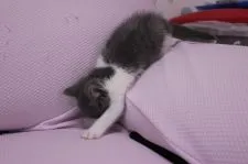 ブリティッシュショートヘア【東京都・男の子・2015年3月26日・ブルー&ホワイト】の写真4