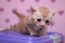 アメリカンショートヘア【東京都・男の子・2016年9月26日・レッドタビー】の写真4