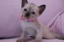 シャム(サイアミーズ)【東京都・女の子・2015年6月19日・シールポイント】の写真4