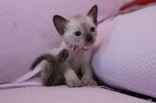 シャム(サイアミーズ)【東京都・女の子・2015年6月19日・シールポイント】の写真5