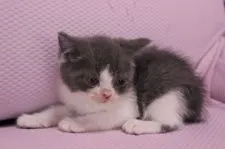 ブリティッシュショートヘア【東京都・男の子・2015年3月26日・ブルー&ホワイト】の写真5