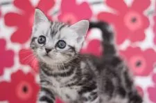 アメリカンショートヘア【東京都・女の子・2021年9月22日・シルバータビー】の写真5