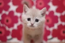 スコティッシュフォールド(立ち耳)【東京都・男の子・2025年10月25日・クリームタビー】の写真10