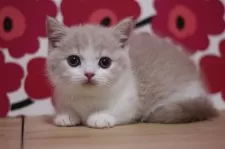 マンチカン(短足)【東京都・男の子・2025年6月15日・クリームタビー&ホワイト】の写真10