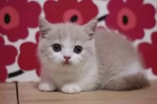 マンチカン(短足)【東京都・男の子・2025年6月15日・クリームタビー&ホワイト】の写真11