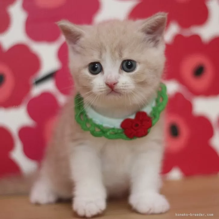 ID:2510-00138の子猫