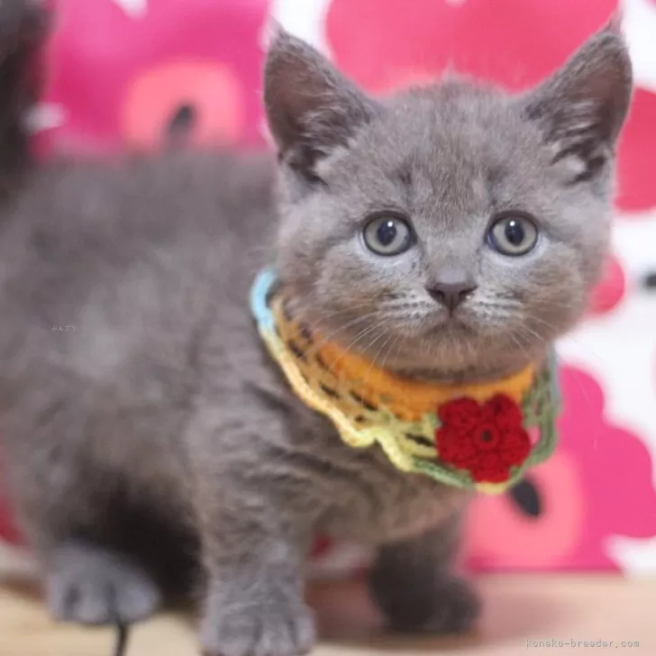 ID：2509-01896の子猫