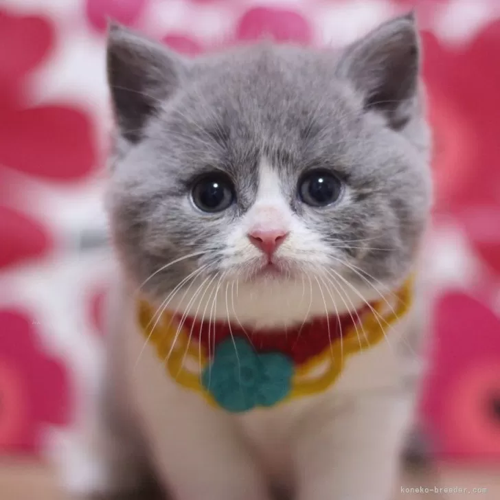 ID:2506-00118の子猫