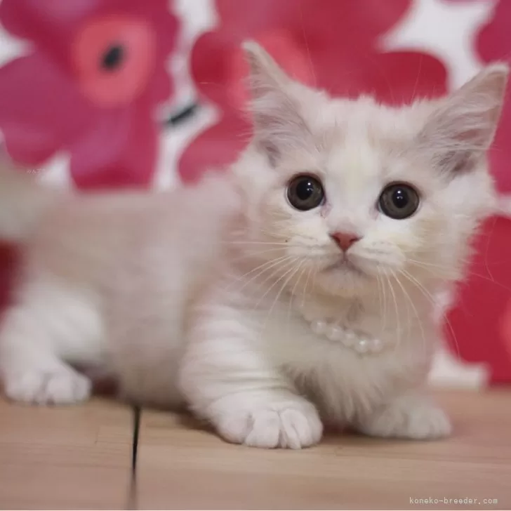ID:2501-01138の子猫