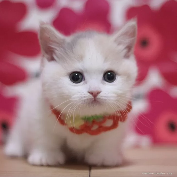 ID:2501-00490の子猫