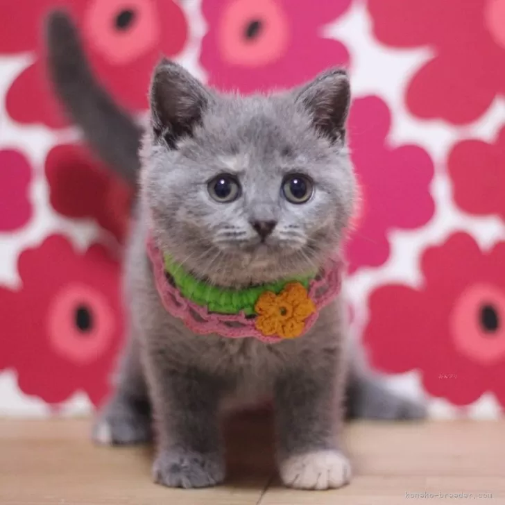 T.A 様のお迎えした子猫