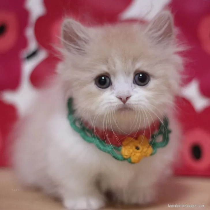 ID:2503-01217の子猫