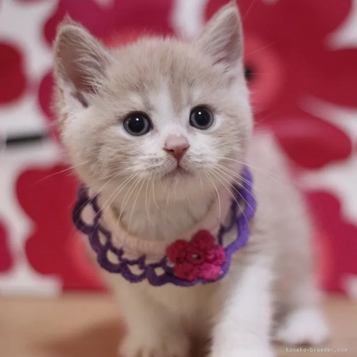 ID：2504-01112の子猫