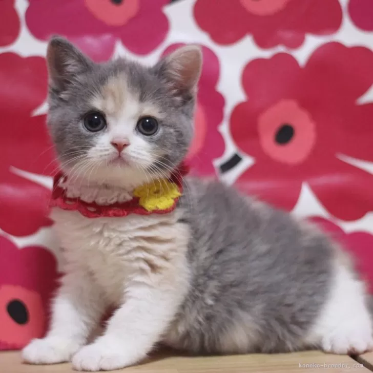 ID：2508-02843の子猫