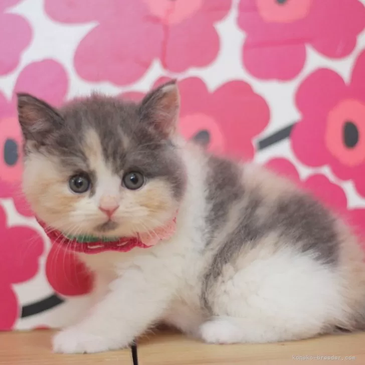 むー 様のお迎えした子猫