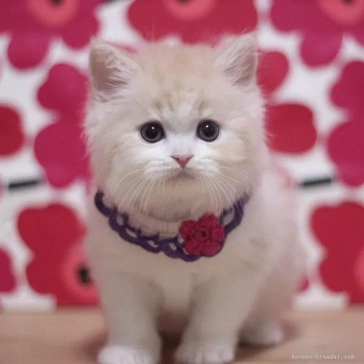 ID：2505-00844の子猫