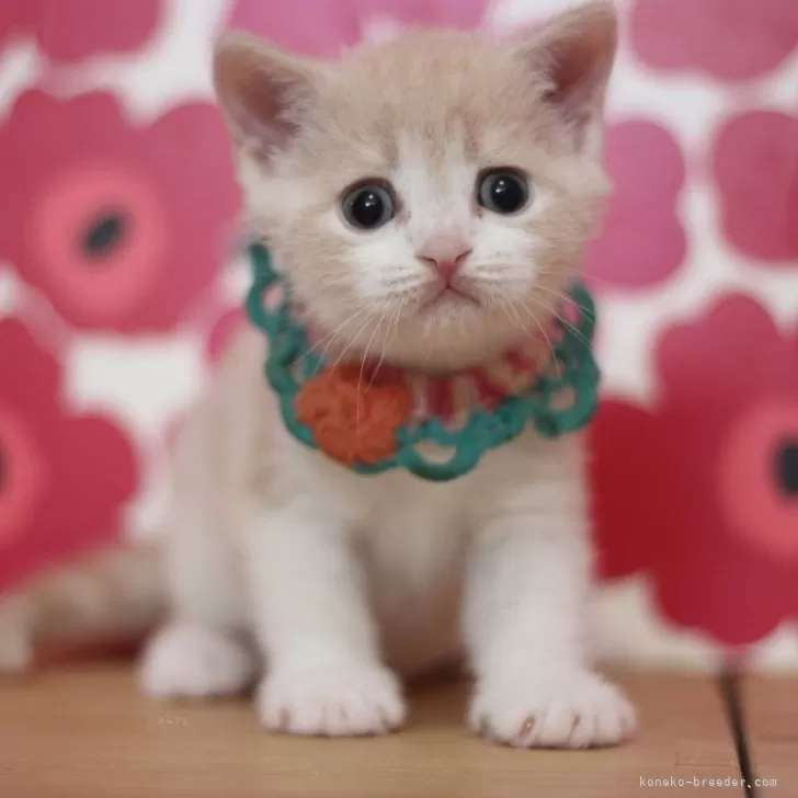 ID:2510-00137の子猫