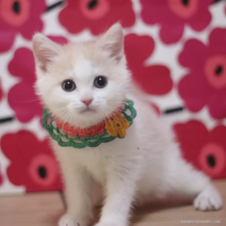 ID：2503-00567の子猫