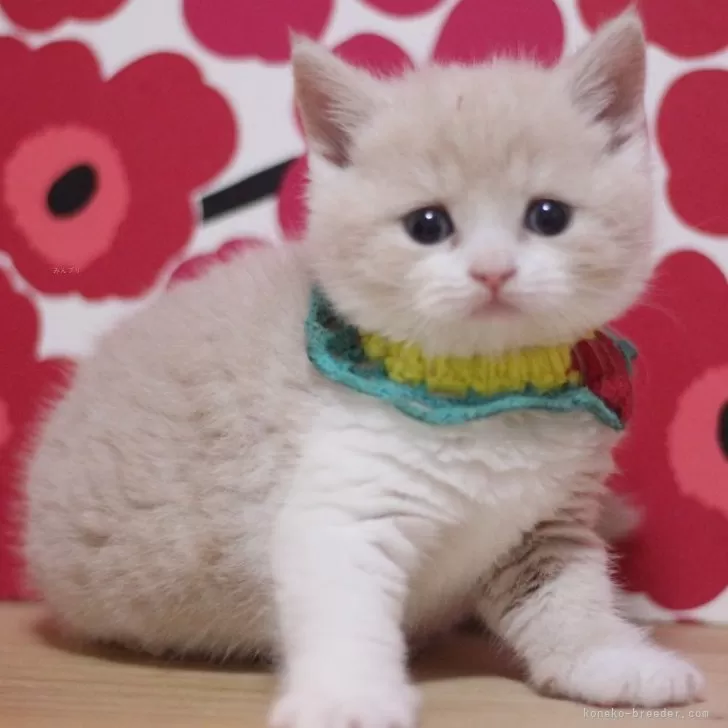 ID:2503-02627の子猫