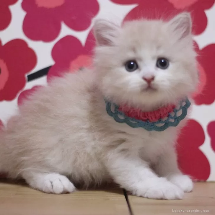 ピカ 様のお迎えした子猫