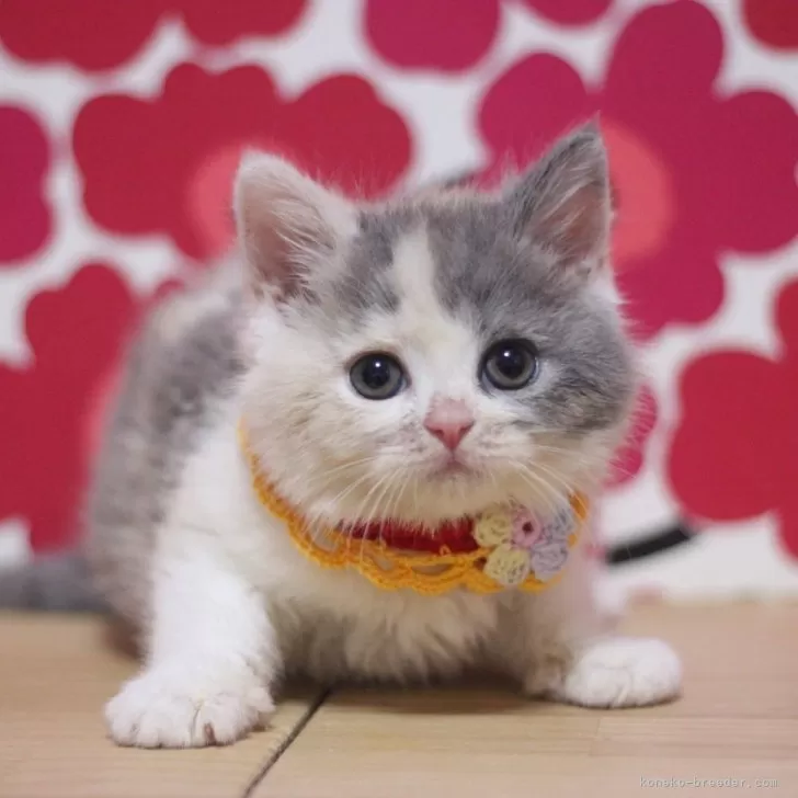 ID：2509-00239の子猫