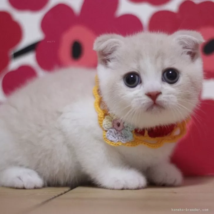 Y.K 様のお迎えした子猫