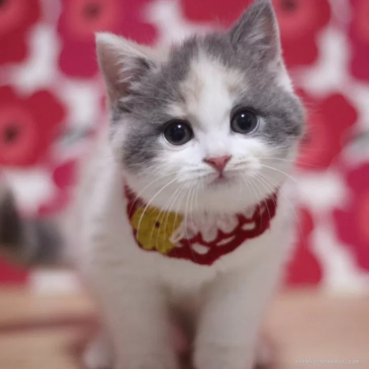 ID:2507-00150の子猫