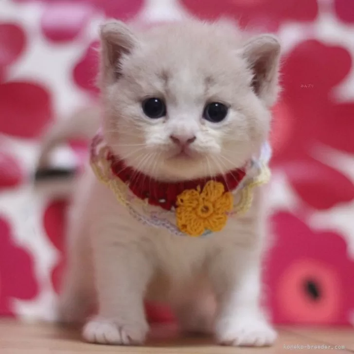 ID：2509-02054の子猫