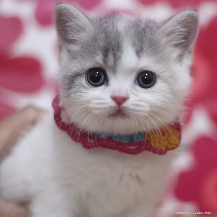 ID:2510-00224の子猫