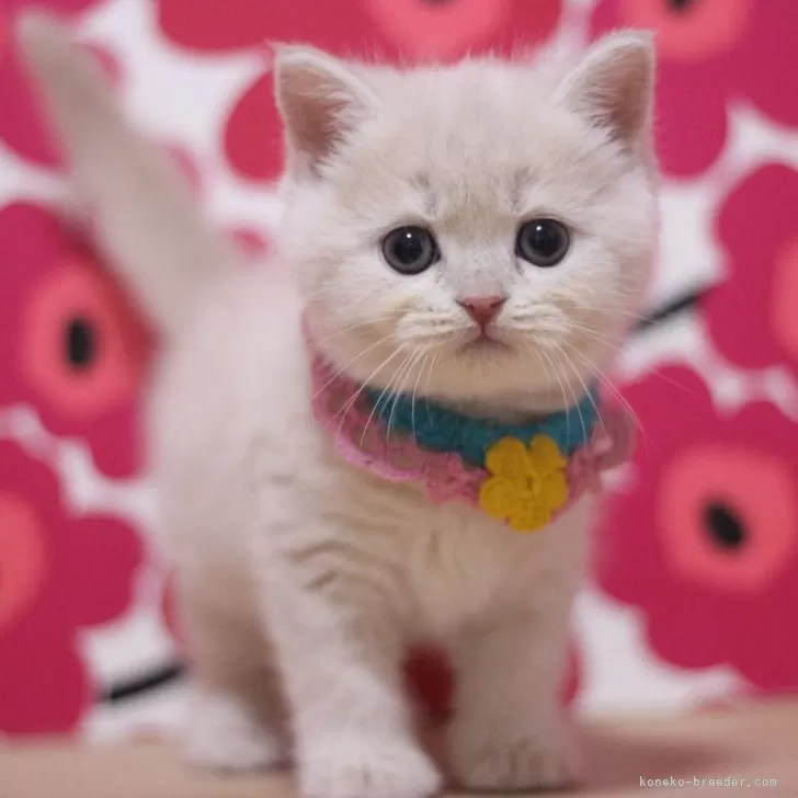 ID:2501-02340の子猫