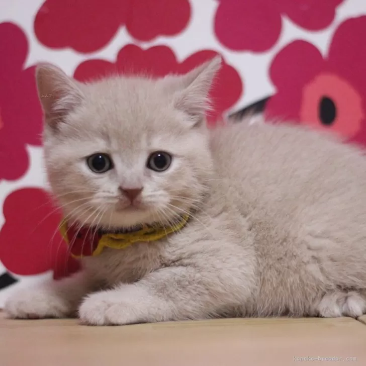 ID：2506-03081の子猫