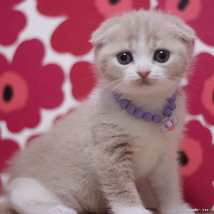ID:2503-01044の子猫